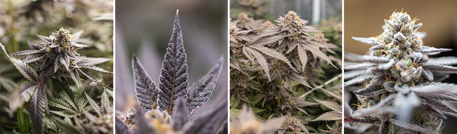 A collage of four images showing different stages of Dynamite Diesel cannabis, featuring close-ups of buds, leaves, and a plant with purple and green hues.