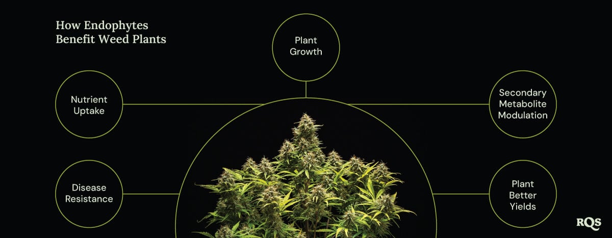 A diagram of a marijuana plant surrounded by four circles showing endophyte benefits: faster growth, better nutrient uptake, disease resistance, and increased medicinal compound production.