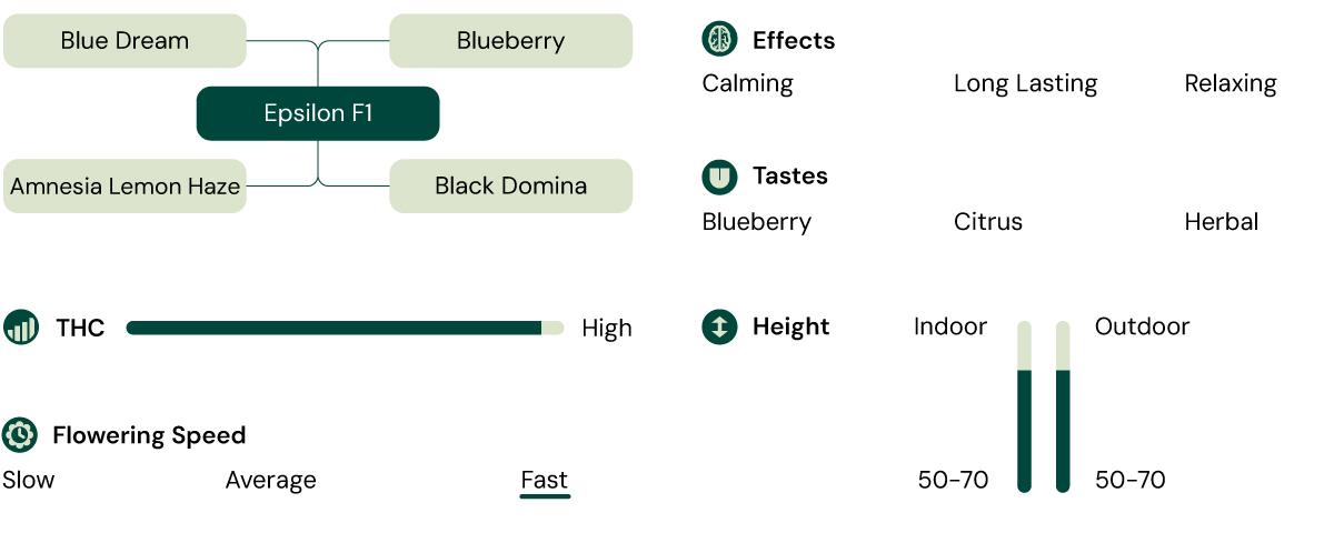 Epsilon F1 cannabis strain infographic, a hybrid of Blue Dream and Blueberry with high THC, offering calming, relaxing, and long-lasting effects.