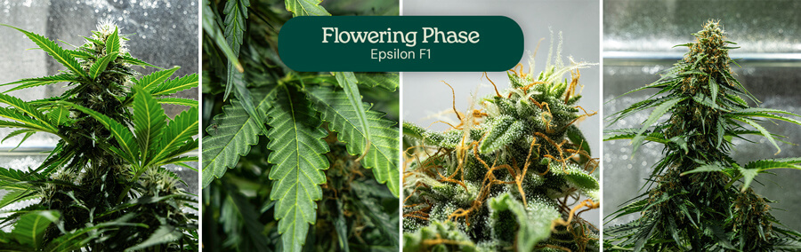 Epsilon F1 cannabis strain flowering stages: young plant with a few flowers, plant with more flowers, plant with abundant flowers, and mature plant with many flowers.