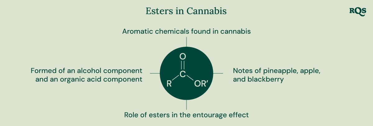 A diagram illustrating the chemical structure of esters, their formation from alcohol and organic acid components, and their contribution to the aroma and potential entourage effect of cannabis.