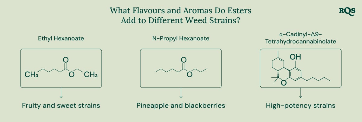 A diagram showcasing the role of esters in cannabis and other natural sources. It highlights the chemical structure of specific esters, their associated aromas, and their presence in various plants and animals.