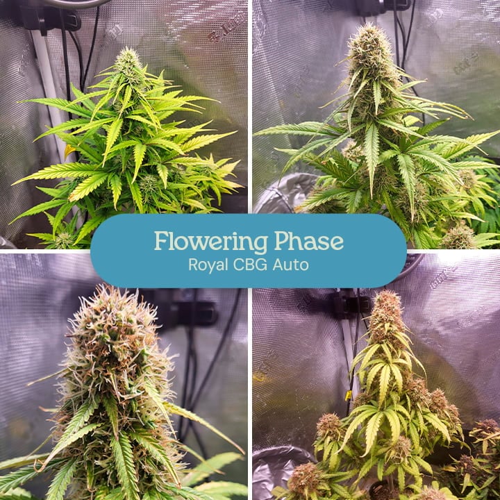 Flowering phase of the Royal CBG Auto cannabis strain. The plants display dense, frosty buds with vibrant green leaves, indicating the maturity and readiness of the flowers for harvest.