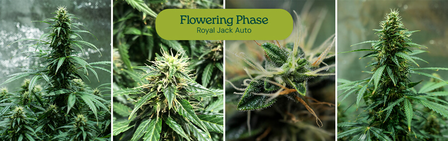 Cannabis plant flowering: Mature plants with large, dense buds and vibrant leaves are ready for harvest.