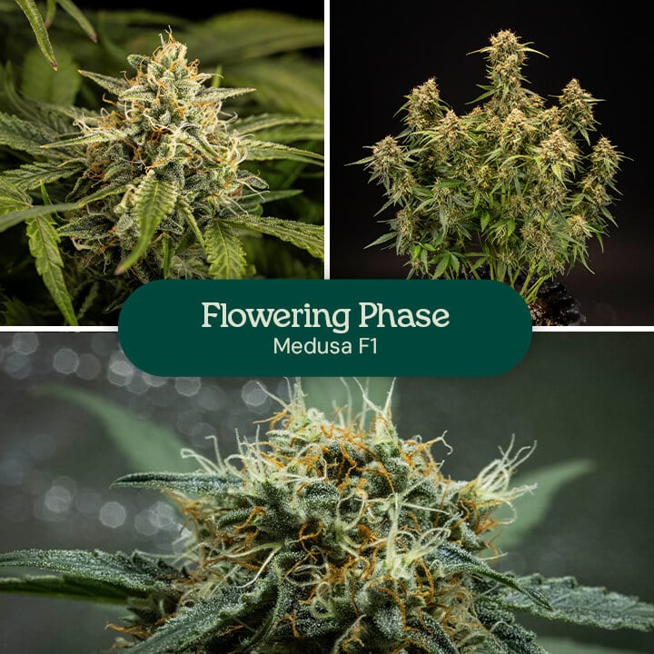 A collage featuring three images of a Mimosa 1 plant during its flowering phase, displaying vibrant buds and white pistils