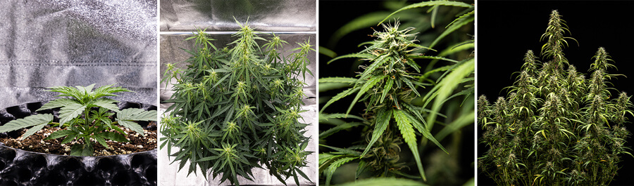 Collage of images of Goat’lato Auto cannabis strain, a potent autoflowering variety from Royal Queen Seeds and Tyson 2.0, featuring compact growth, purple buds, and up to 450 g/m² yields. Ideal for indoor growing.