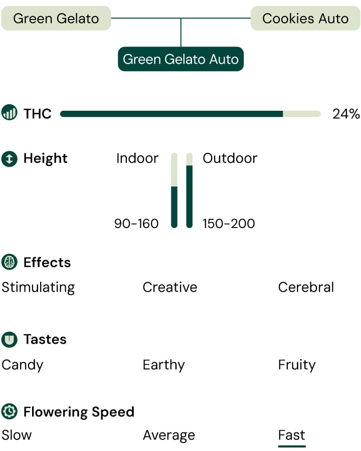 Green Gelato Auro Characteristics