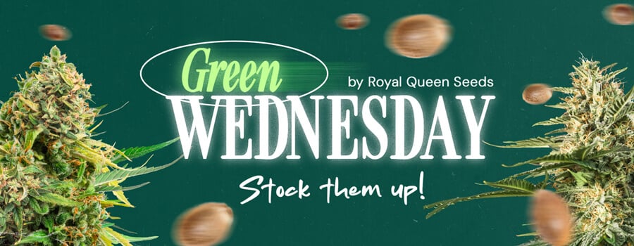 Green Wednesday 2024 by Royal Queen Seeds promotional banner with cannabis buds, featuring the phrase 'Stock them up!'