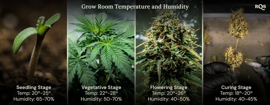 Four images showcasing the ideal growing conditions for plants at each life stage, from sprouting to harvest, ensuring healthy growth and maximum yields.