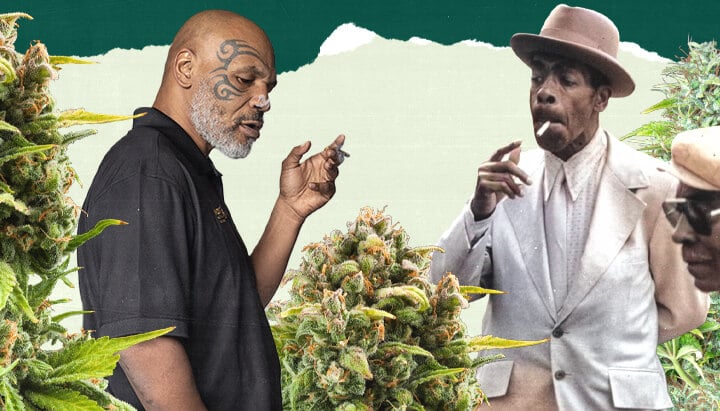 A photo of Mike Tyson and another individual standing in a lush cannabis field, surrounded by tall green plants, highlighting the connection to cannabis cultivation.