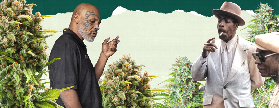 A photo of Mike Tyson and another individual standing in a lush cannabis field, surrounded by tall green plants, highlighting the connection to cannabis cultivation.