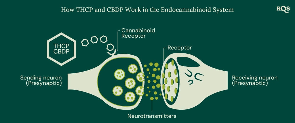 Illustration of THCP and CBDP interacting with the endocannabinoid system, a crucial network of receptors and neurotransmitters that regulate key bodily functions.