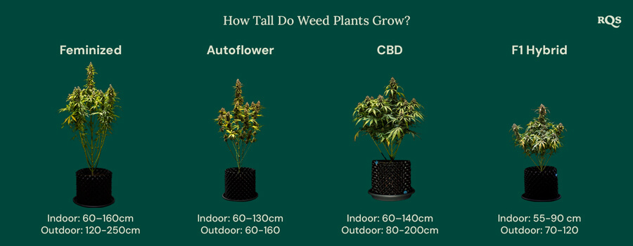 How tall weed plants grow by categories