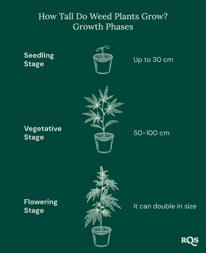 How tall weed plants grow