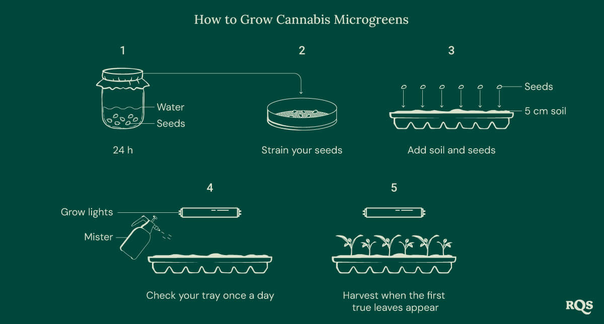 How to grow cannabis microgreens