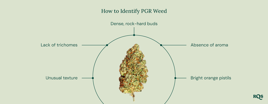 A guide on how to identify PGR Weed, listing key characteristics, with the RQS logo in the bottom right corner.