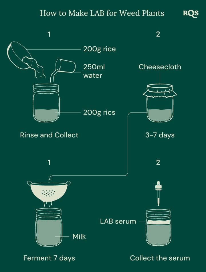 How to make LAB for weed plants