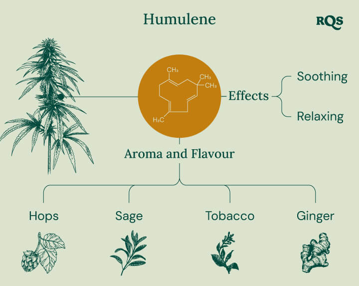 Humulene in cannabis