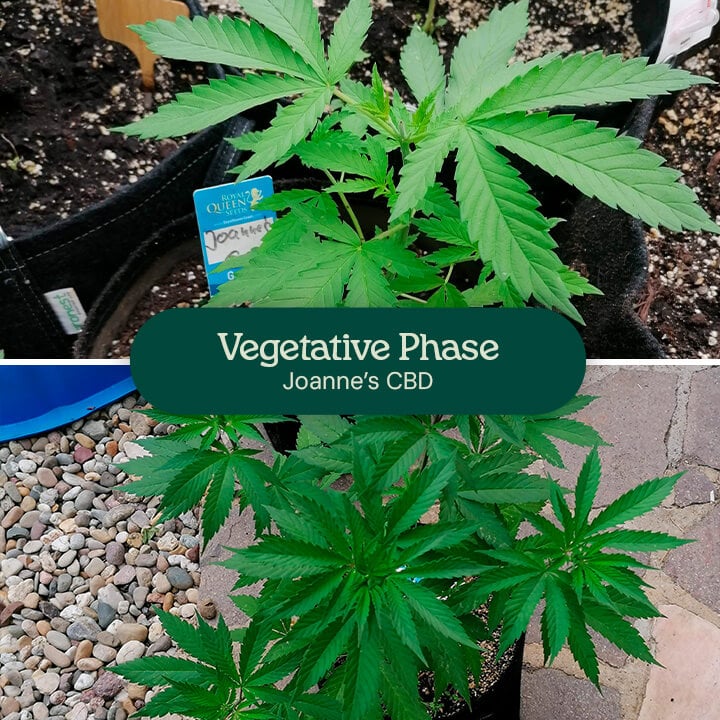 Joanne's  CBD Vegetative Phase