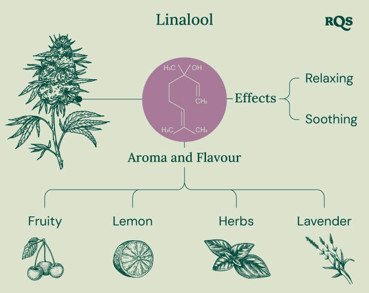 Chart displaying linalool characteristics in cannabis, highlighting its effects, such as relaxation, euphoria, and meditation, along with its soothing aroma profile.