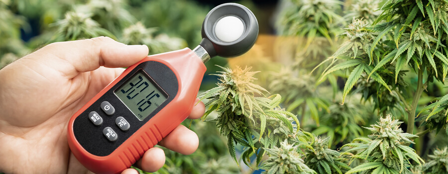 A hand holding a light meter next to a cannabis plant, with the meter's digital display showing a reading of 30,160. The plant's leaves and buds are visible in the background.