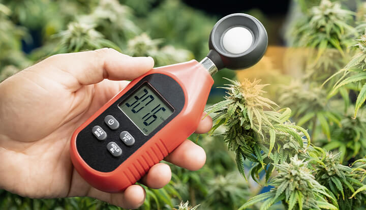 A hand holding a light meter next to a cannabis plant, with the meter's digital display showing a reading of 30,160. The plant's leaves and buds are visible in the background.