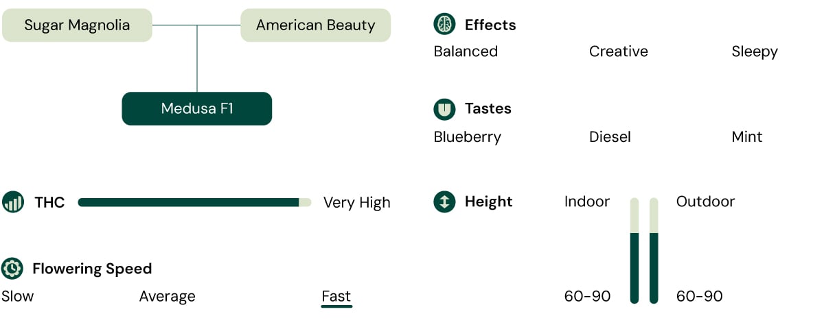 Medusa F1 cannabis strain diagram: Sugar Magnolia x American Beauty. High THC, fast flowering, 60-90 cm tall, blueberry, diesel, mint flavors, balanced, creative, sleepy effects.