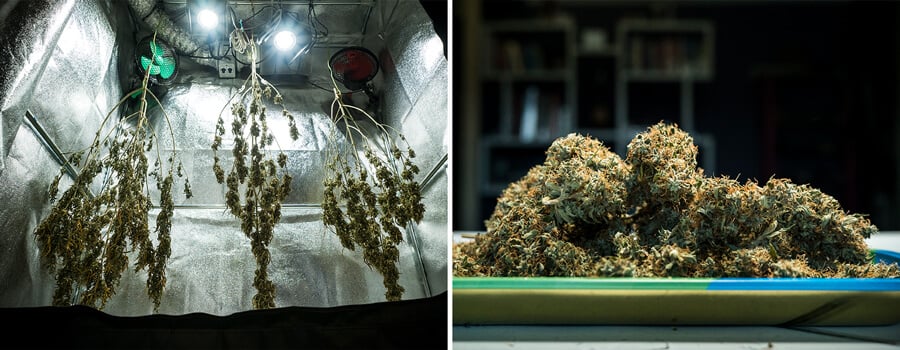 Mimosa Auto cannabis buds drying in a reflective grow room after harvest, showcasing optimal drying conditions for maximum terpene preservation and potency.