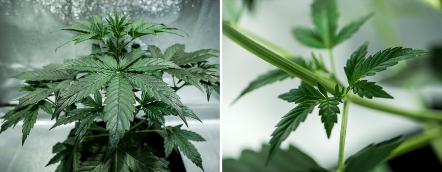 Mimosa Auto cannabis plant in vegetative growth, with vibrant, turgid fan leaves and steady development under controlled lighting and nutrient environment.