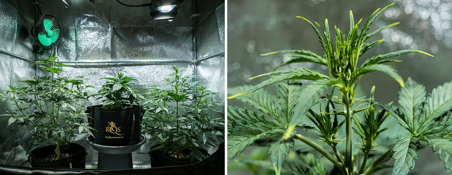 Mimosa Auto cannabis plants in vegetative phase, reaching 55 cm in height, displaying a healthy canopy in a reflective grow tent, and pre-flowers starting to emerge.