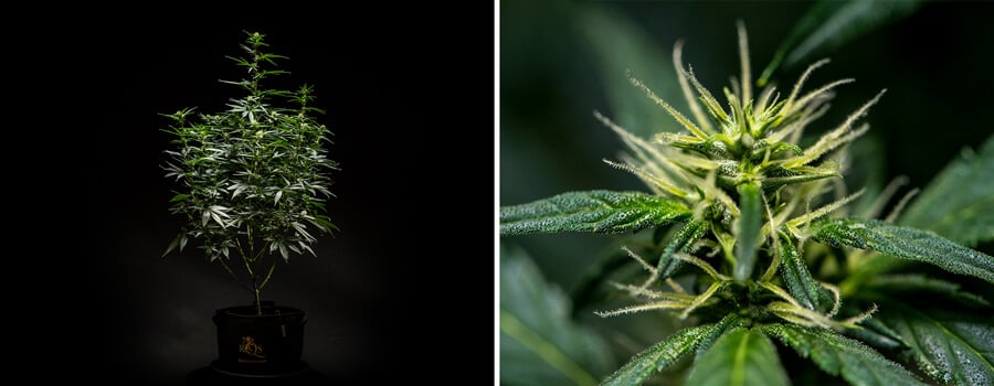 Mimosa Auto cannabis plant in Week 6 of flowering, displaying a well-developed structure with multiple branches and dense foliage, alongside a close-up of budding flowers with visible pistils and trichomes.