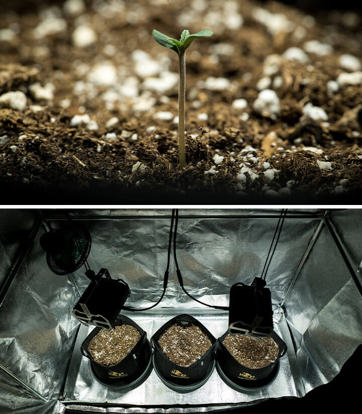 Mimosa Auto cannabis seedling on the first week, sprouting in a grow tent under controlled lighting, marking the start of a detailed grow journal for Mimosa Auto