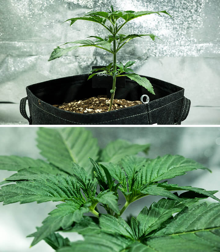 Mimosa Auto cannabis seedling entering vegetative stage in Week 2, showing new fan leaves and strong early growth, part of a week-by-week grow report.