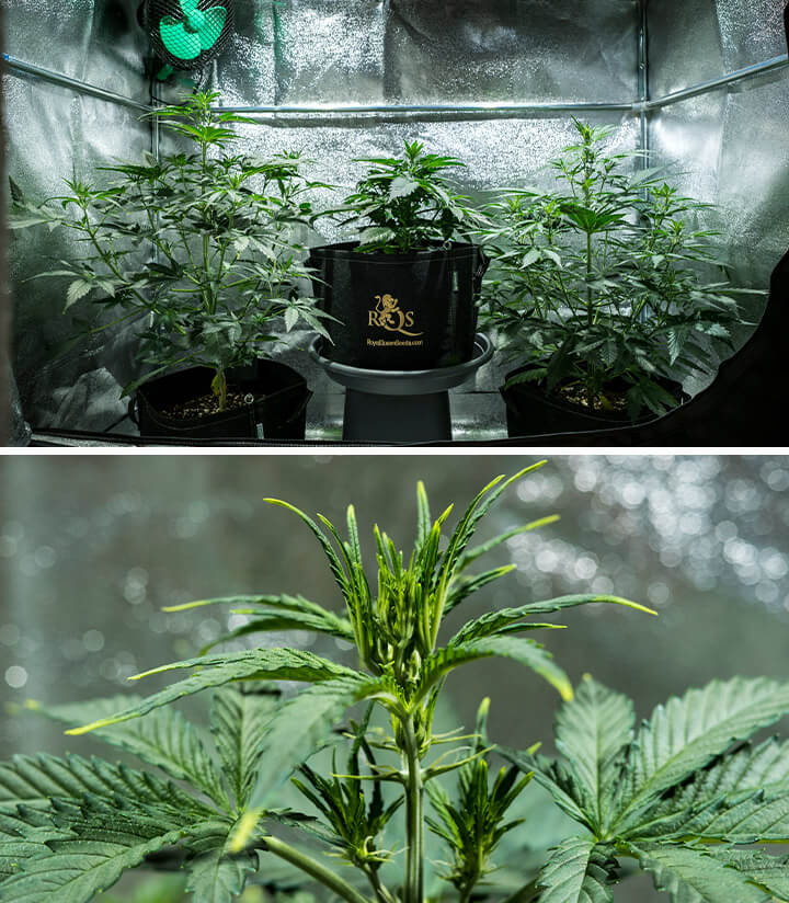 Mimosa Auto cannabis plants in vegetative phase, reaching 55 cm in height, displaying a healthy canopy in a reflective grow tent, and pre-flowers starting to emerge.