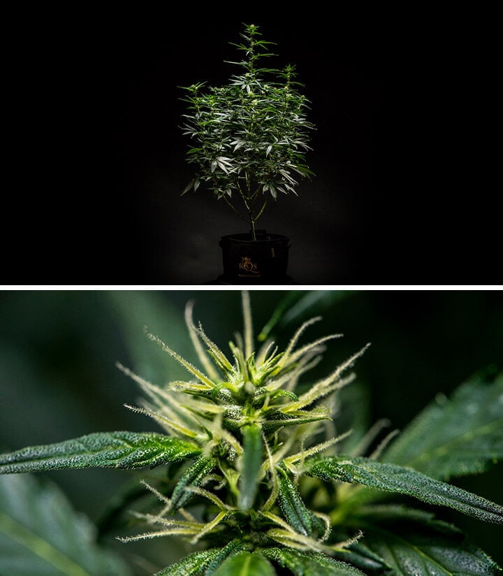 Mimosa Auto cannabis plant in Week 6 of flowering, displaying a well-developed structure with multiple branches and dense foliage, alongside a close-up of budding flowers with visible pistils and trichomes.