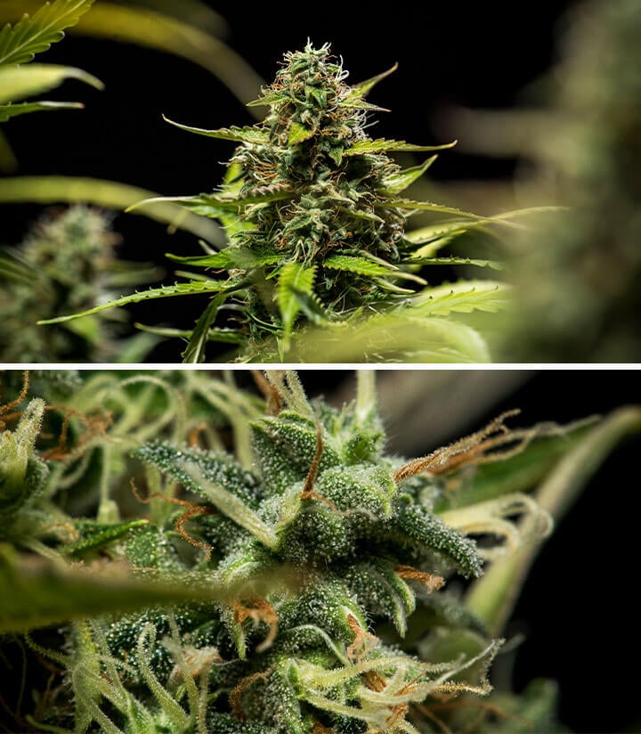 Mimosa Auto cannabis plant in final flowering stages with trichome-rich buds, demonstrating resin production and harvest-ready qualities for potent THC levels.