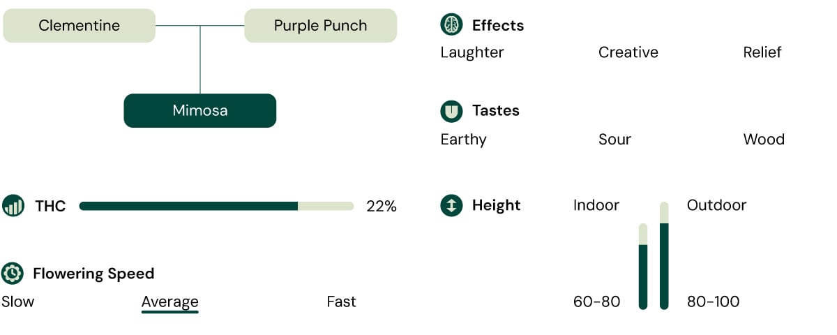 A visual comparison of the Mimosa cannabis strain, highlighting THC content, growth height, effects, flavor profile, and flowering time.