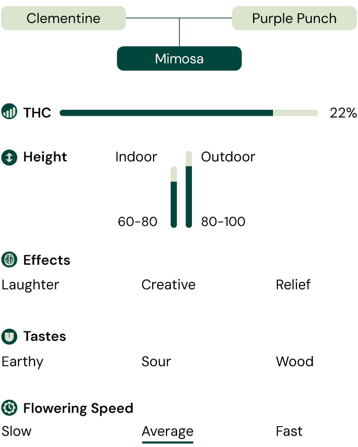 A visual comparison of the Mimosa cannabis strain, highlighting THC content, growth height, effects, flavor profile, and flowering time.