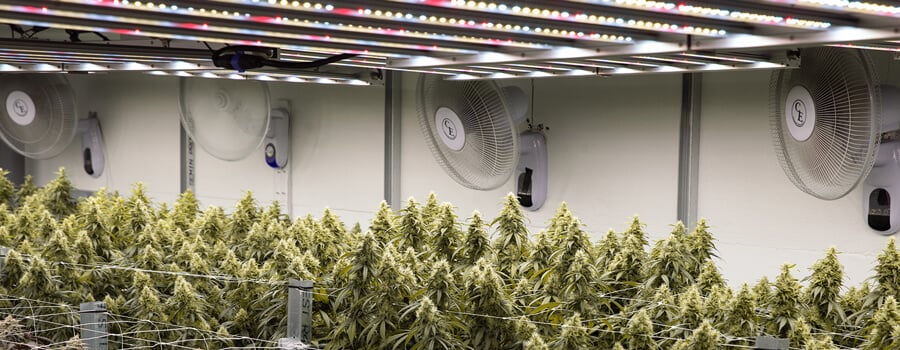 A large indoor grow room filled with cannabis plants. The plants are growing in rows under bright lights. There are also fans and other equipment in the room.