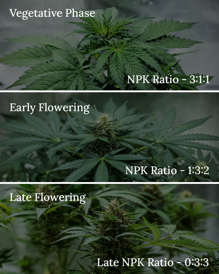 NPK ratio in cannabis