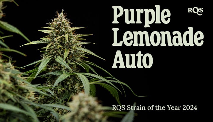 Close-up photo of a Purple Lemonade Auto marijuana plant with green leaves, purple and white hairs, in a pot. Informational image not intended as medical advice.