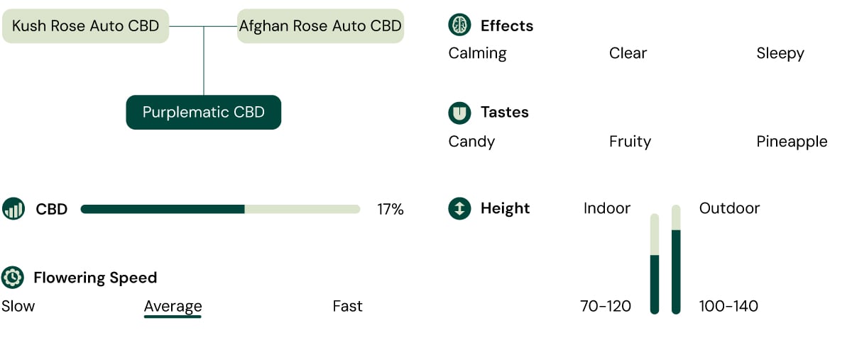 An infographic detailing the characteristics of the Purplematic CBD strain, highlighting its fruity aroma, compact growth (70–120 cm), and non-psychoactive effects, making it suitable for various grower experience levels.