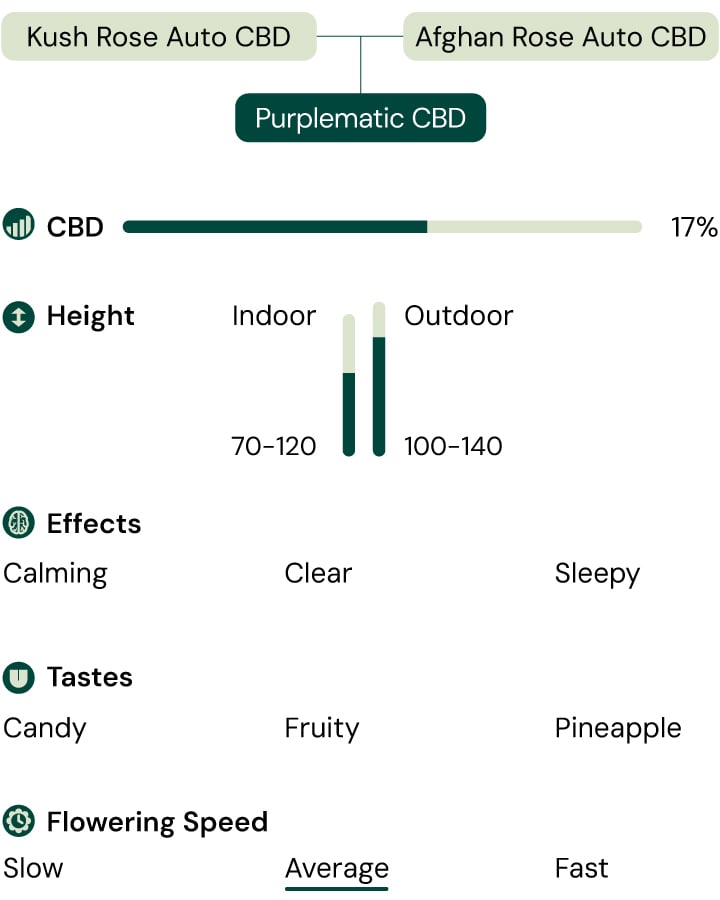 An infographic detailing the characteristics of the Purplematic CBD strain, highlighting its fruity aroma, compact growth (70–120 cm), and non-psychoactive effects, making it suitable for various grower experience levels.