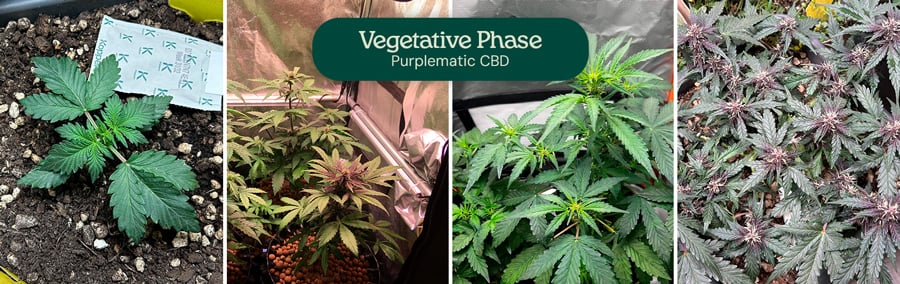 Images of the vegetative phase of the Purplematic CBD strain, showing a young seedling and multiple plants with healthy green leaves under grow lights, indicating robust growth during this stage.