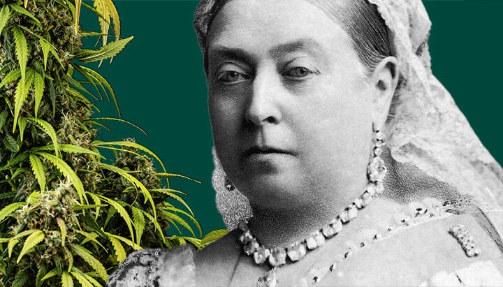 Queen Victoria's portrait surrounded by lush cannabis plants against a dark green background.