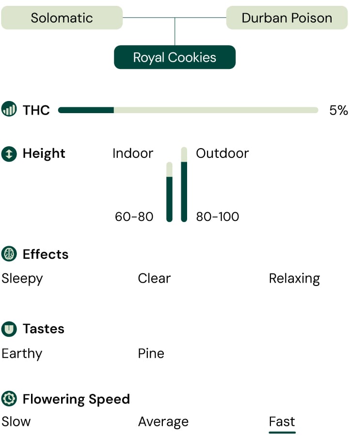  A visual representation of the Royal CBDV Auto marijuana strain, highlighting its key characteristics: CBD content, effects, tastes, height, flowering speed, and suitability for indoor and outdoor cultivation.