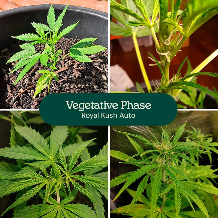 Royal Kush Auto Vegetative Phase