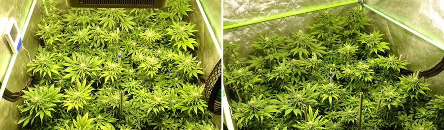 Close-up of healthy cannabis plants growing indoors, with vibrant green leaves and budding flowers under controlled lighting.