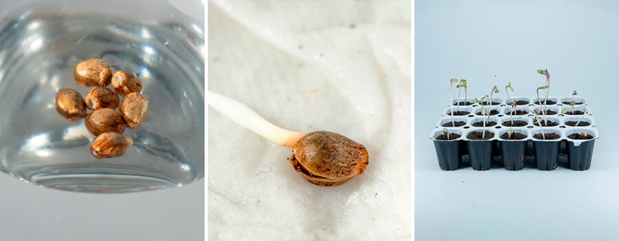  An image showcasing various cannabis seed germination techniques, including the paper towel and glass of water methods, along with RQS Starter Kits that provide optimal conditions for healthy seedling growth.