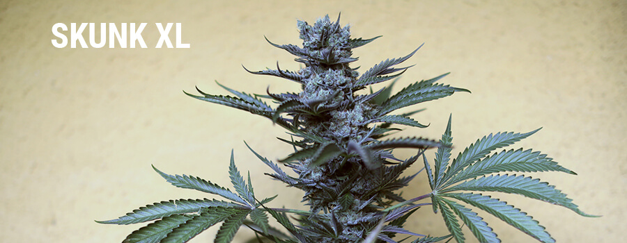 The History Of Cheese Marijuana Strains - Royal Queen Seeds UK